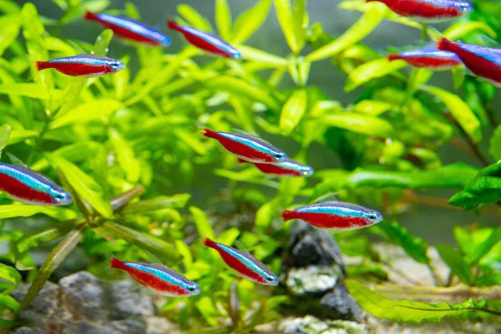 Anúbia - Barteri Gigantea Nana Mini Lanceolata - plantas fáceis - Neons