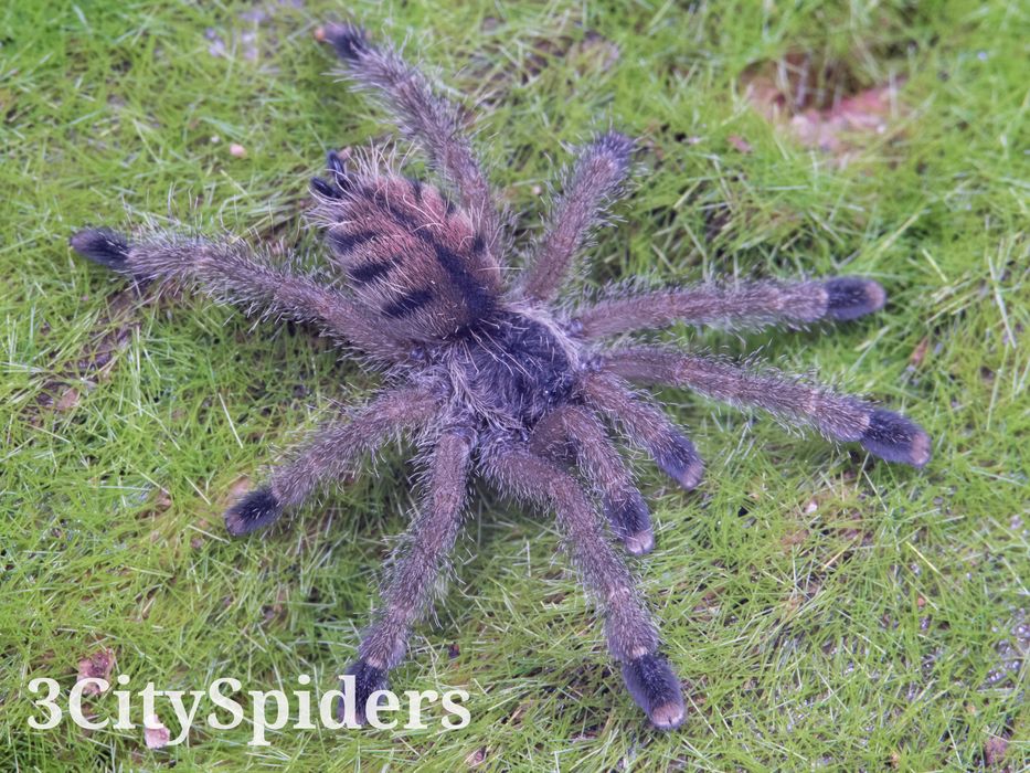 Avicularia juruensis M2 L3 (3CitySpiders)