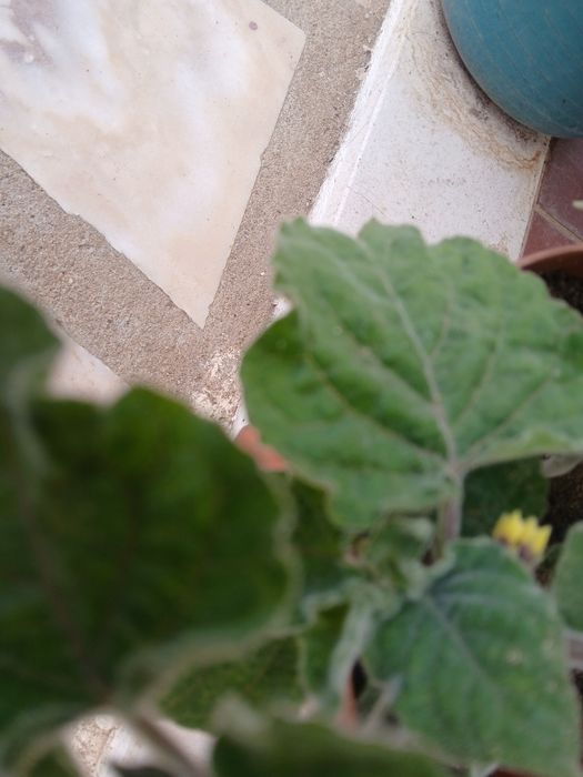 Physális Planta  muito bem tratada.