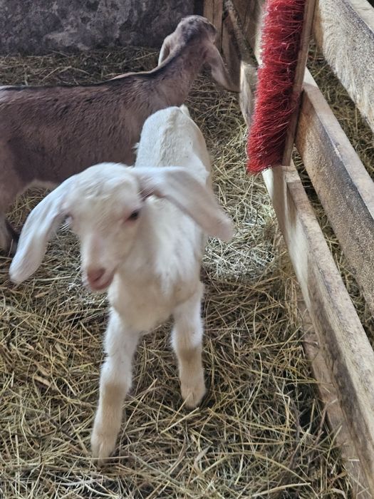 Sprzedam młode kózki