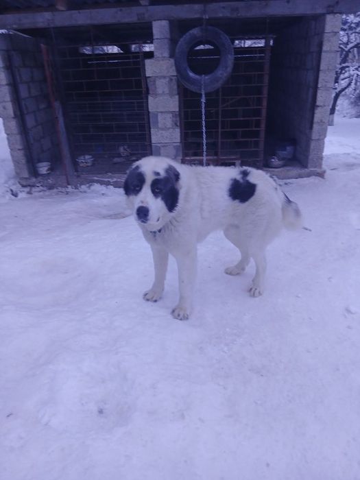 Кобель для вязки