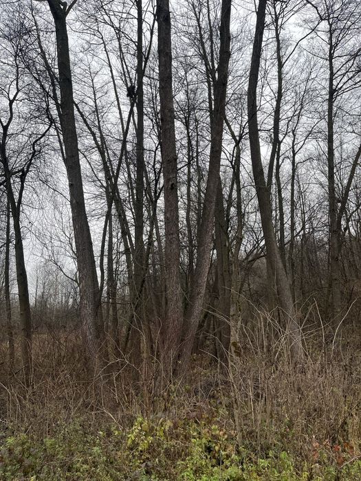 Кругляк різної довжини