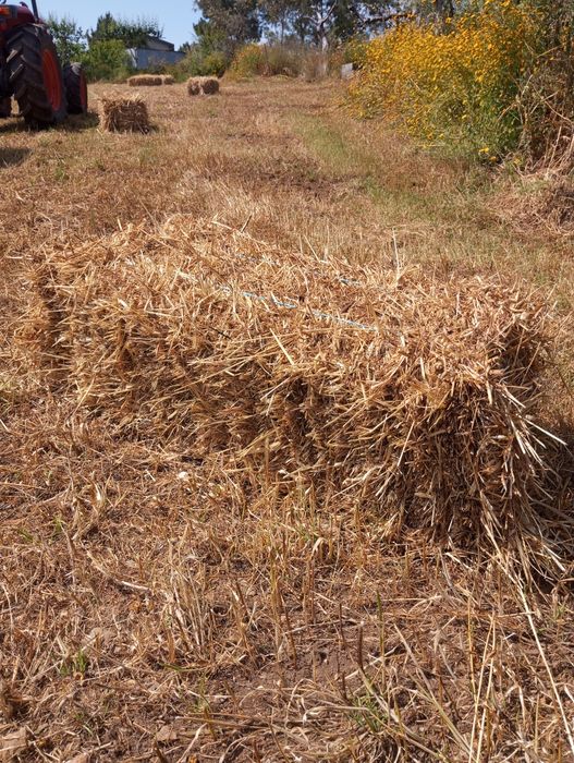 Fardos de palha  2025