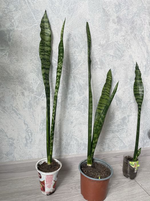 Високоросла сансевєра, санса, сансеверия