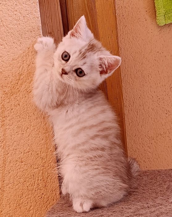 Gatinho para venda