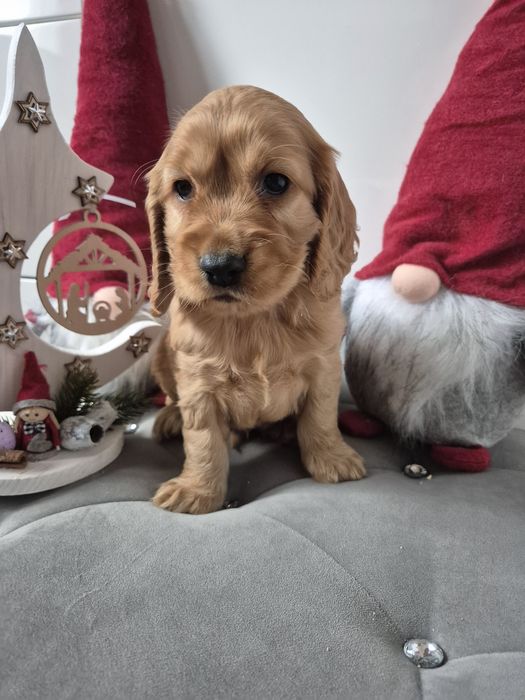 Cocker spaniel piesek Dingo