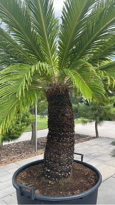 Cykas sagowiec Revolute