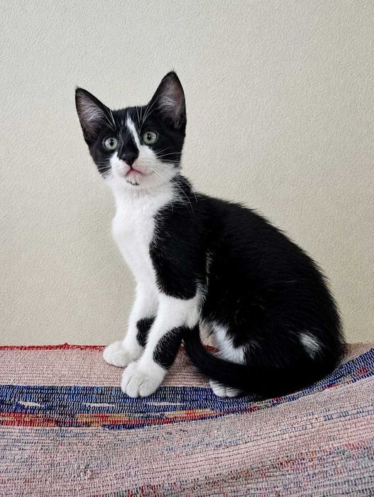 MACHO | Gatinho disponível para Adoção Responsável