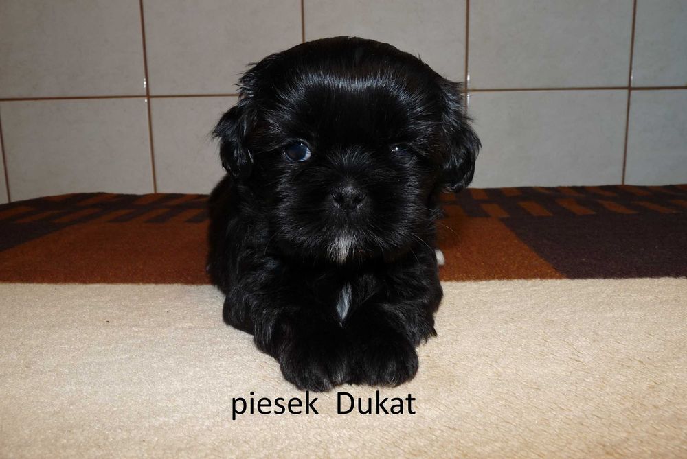 Shih tzu, piesek Dukat do odbioru od 18 lipca.