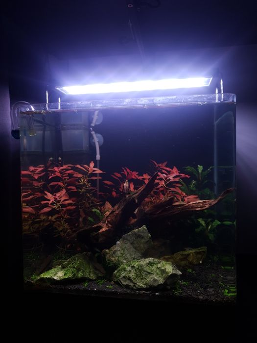 Akwarium 19 l z roślinami i krewetkami