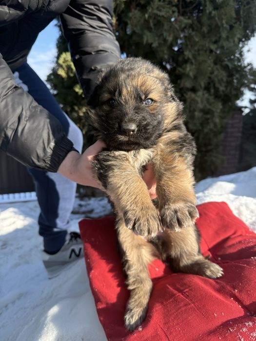 Дуже гарні цуценятка німецькі вівчарки