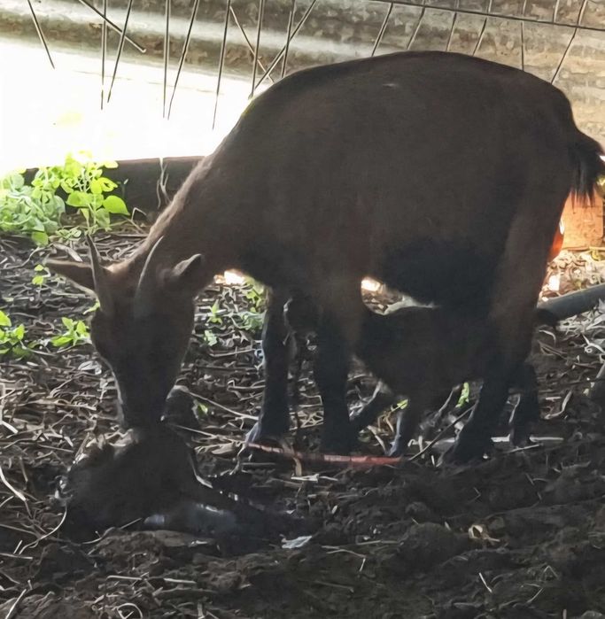 Cabras anãs bebés  e dóceis para venda