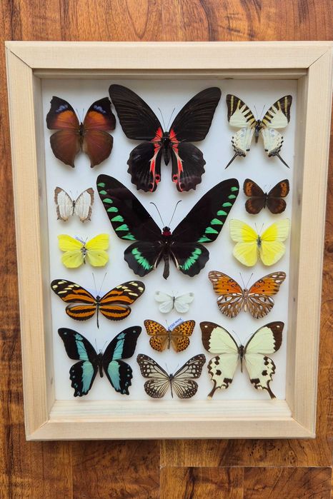 Gablotka motyle Trogonoptera Papilio Heliconius i inne na ścianę