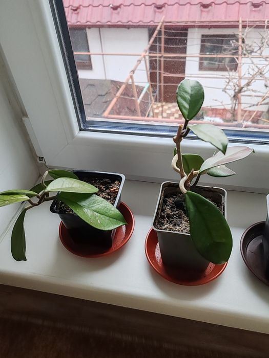 Хойя .           .