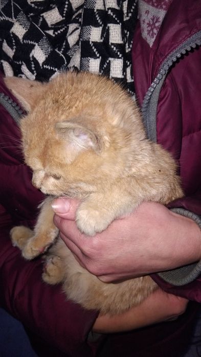 Отдам двох кошенят