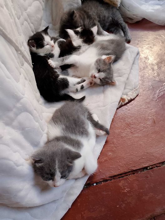 Віддам кошенят в добрі руки