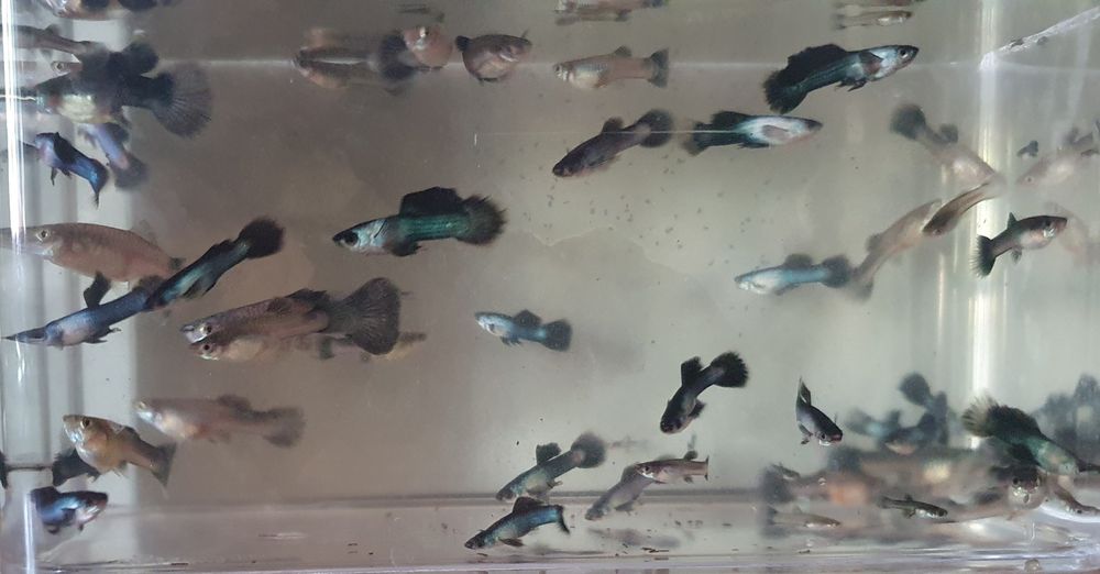 Gupik Endlera Panda wysyłka