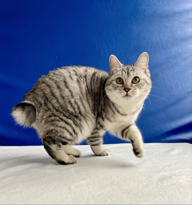 Курильський бобтейл кошенята