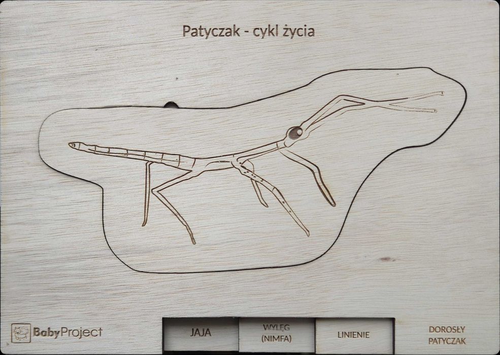 Tablica edukacyjna - puzzle "Cykl życia patyczaka"