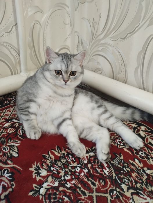 Продам  шиншилова  шотландська дівчинка  (скоттіш страйт)