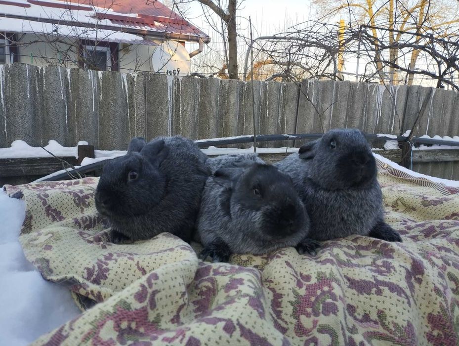 Кролі полтавське срібло