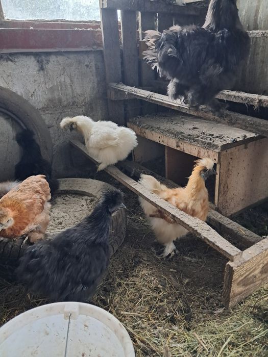 Китайські шовкові пухові курочки