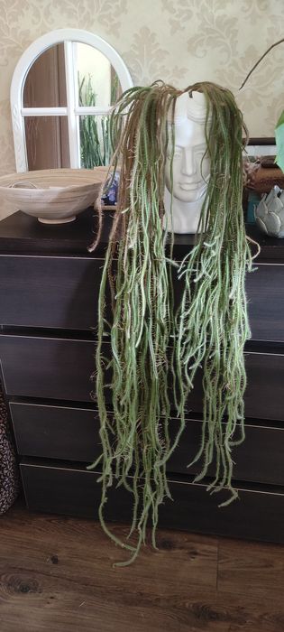 Ріпсаліс. Не вибагливий суккулент.