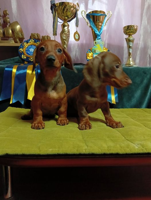 Щенки таксы стандарт с документами клуба