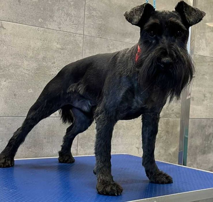 Sznaucer Miniaturowy