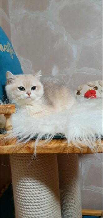 Блакитна золота завуальована британська шиншила