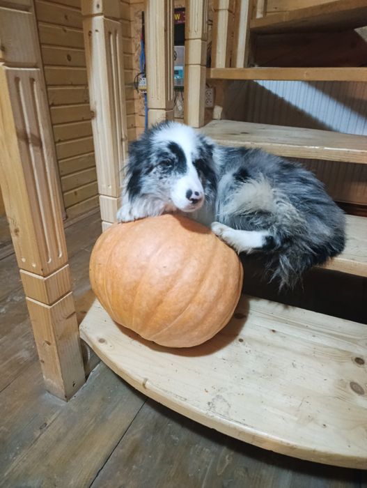 Чистокровні   Border Collie