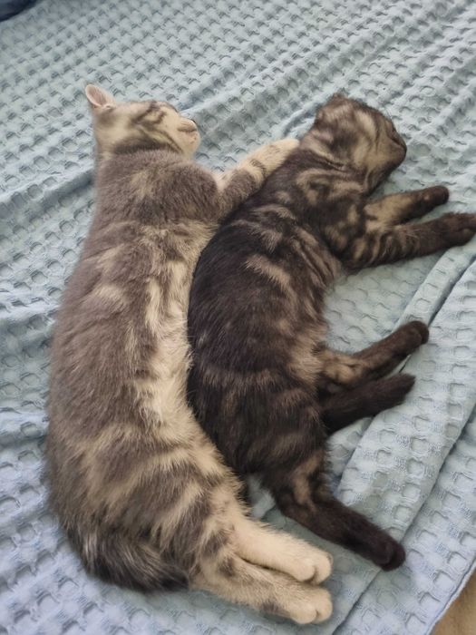 Шотландские котята ( скотиш -страйт)