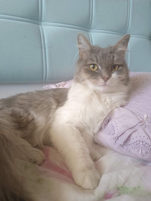 Шукаємо дім для кошечки
