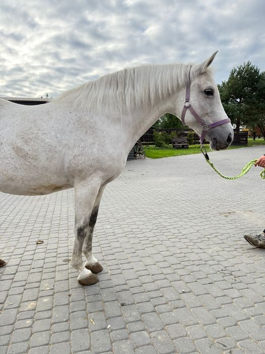 Klacz małopolska dopłatowa