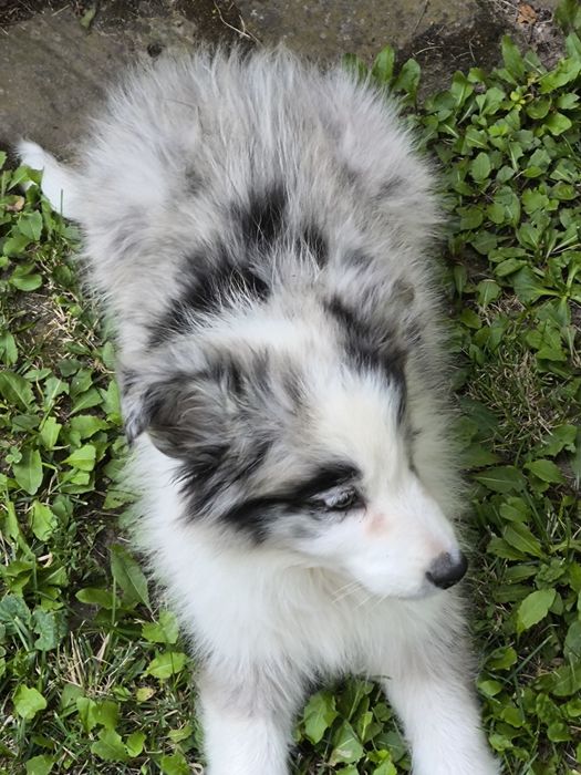 Border collie ZKWP FCI piesek