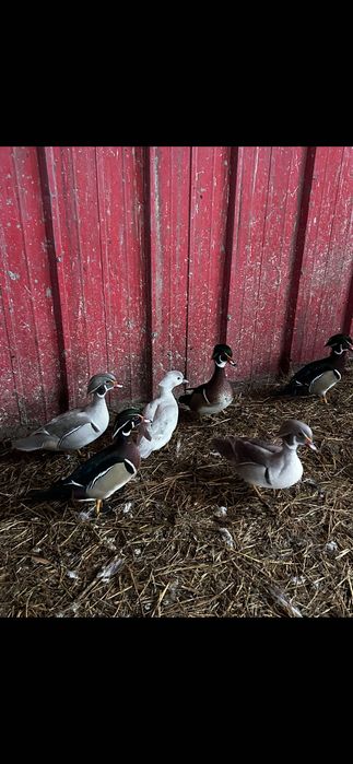 Pawie  czarnoskrzydłe i indyjskie młode i dorosłe. Karolinki. Łabędzie