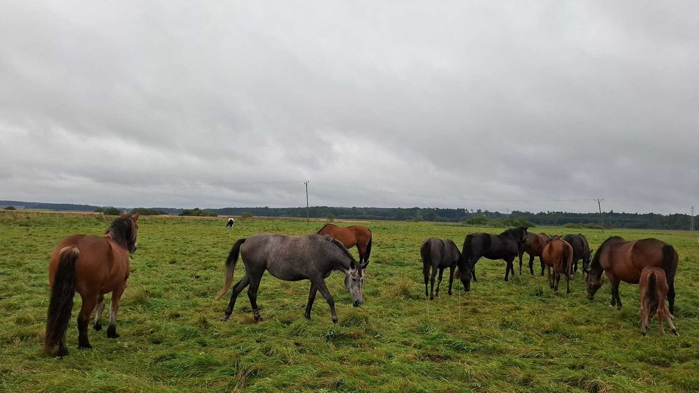 Sprzedam klacze konie