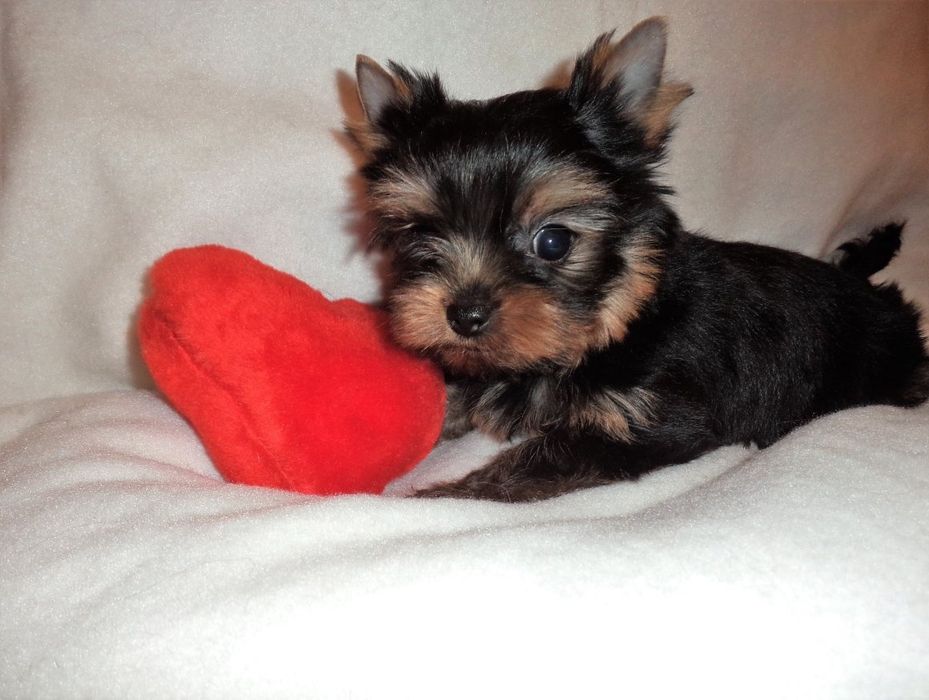 Yorkshire terrier MACHINHO