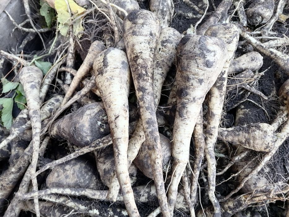 Pasternak 24kilo wysyłka inpost od rolnika