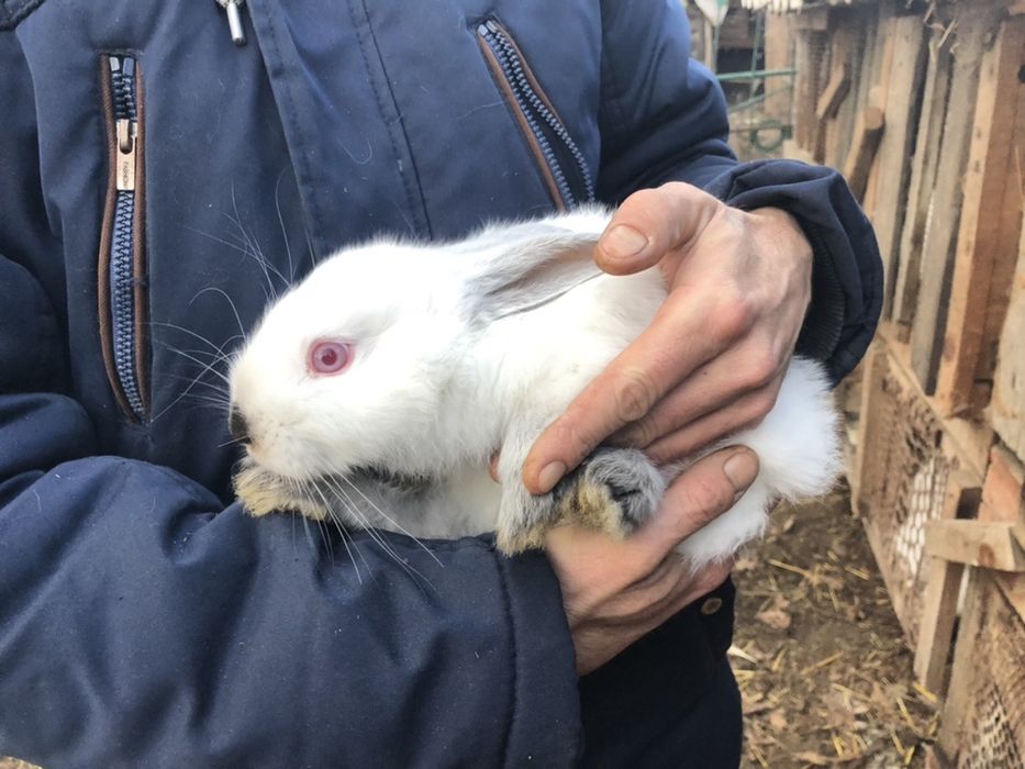 Продам кроликов