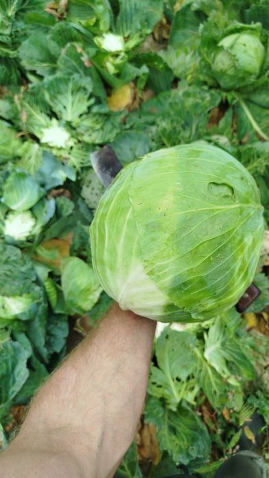 Kapusta Kiszona Naturalna, bez chemii i ulepszaczy.