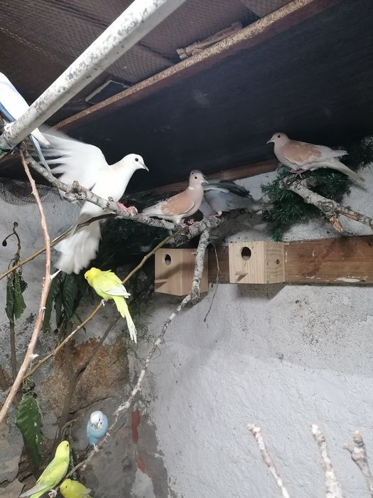 Rolas 'machos para troca por femeas raça a lembradas