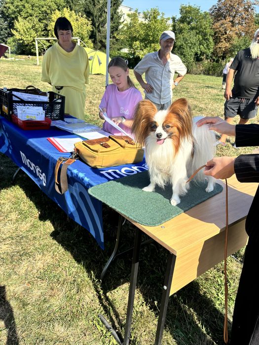 Папільйон, вʼязка