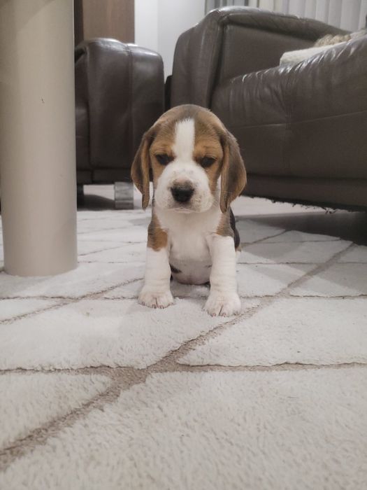 Beagle  Suczka FCI Zkwp