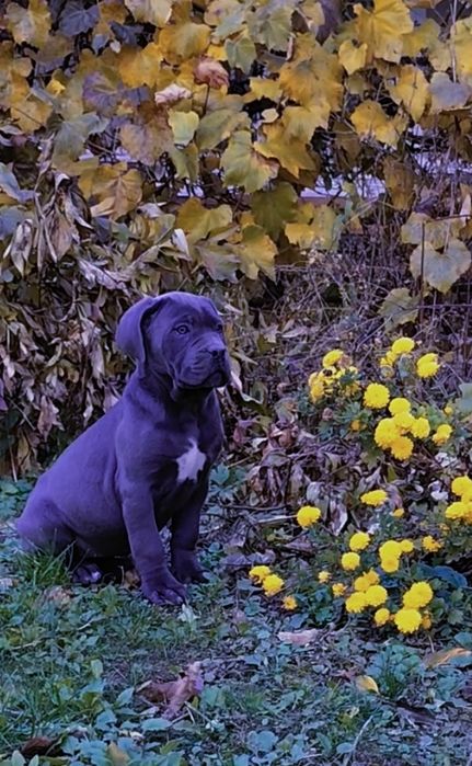кане корсо, цуцики сірого окрасу