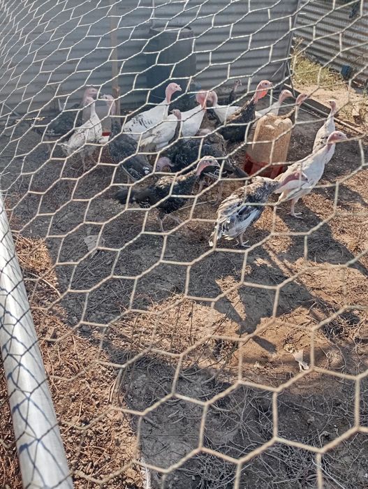 Perus bons para o natal