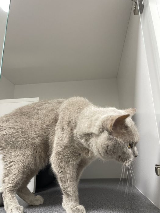 Котик Браян в добрі руки
