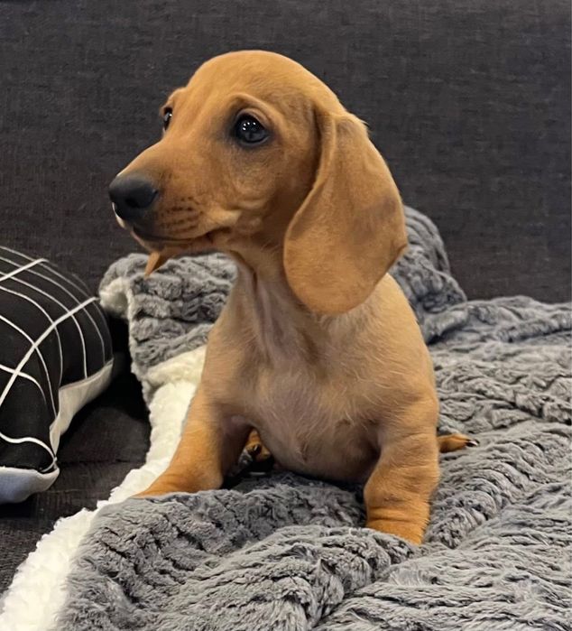 Teckel Femea miniatura !!