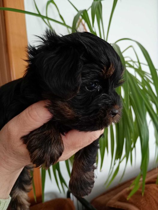 Yorkshire terrier RODOWÓD -PIESEK