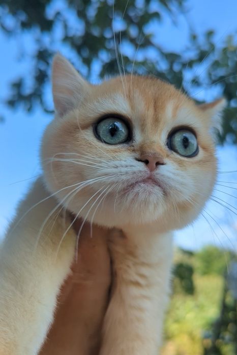 Шиншила ny 12 золотая плюшевая